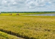 Produksi Beras 2025 Dipastikan Aman, Masyarakat Tidak Perlu Khawatir dengan Isu Defisit Produksi