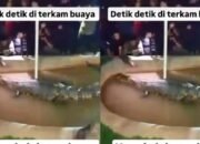 Viral!,Kakek Diterkam Saat Beri Sesajian pada Buaya,Ini Komentar MUI Sulsel