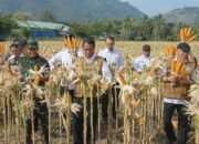 Mentan Tetapkan Harga Dan Siapkan Anggaran, Pekarangan Pun Bisa Penuh Dengan Jagung