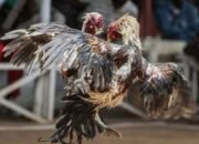 Orang Luar Daerah Datang ke Kajuara Main Judi Sabung Ayam, Kapolres Bone: Kami Belum Dapat Info