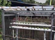 Mahasiswa KKN UNHAS Kenalkan Hidroponik, Solusi Pemanfaatan Lahan Sempit di Kelurahan Massepe, Sidrap