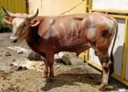 Moment Idul Adha 1447 H, Senator DPD RI Andi Waris Halid Serahkan Hewan Qurban di Makassar, Selayar, dan Bone