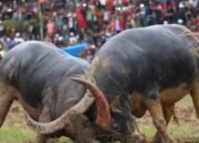 Kapolres Baru Toraja Utara Diharap Tertibkan Dugaan Aktivitas Perjudian Sabung Ayam dan Adu Tedong silaga yang di Bungkus Adat