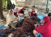 Dari Rumput Laut Kering ke Mie Bernilai Jual, Mahasiswi KKN Unhas Kenalkan Peluang Diversifikasi kepada Petani Desa Baruga