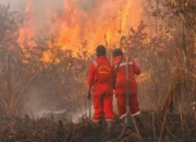 Hutan Terbakar Siapa Diuntungkan: Musibah Alam atau Skenario Manusia?”
